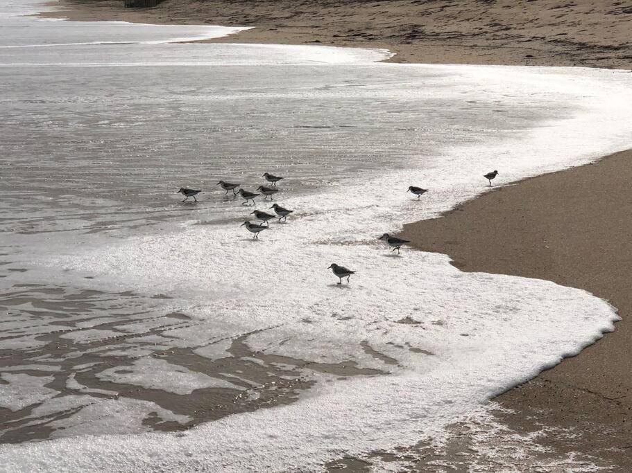 Zen Beach Retreat - Ocean View Townhouse -No Drive Beach New Smyrna Beach Buitenkant foto